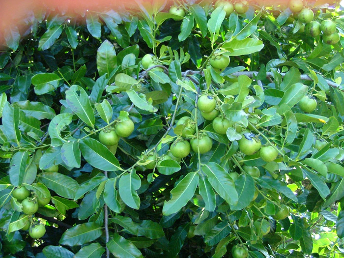Diospyros digyna